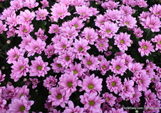 Larsson zal in week 37 door Linflowers worden geïntroduceerd. Volgens Bob Persoon van Deliflor heeft men veel vertrouwen in het ras omdat het een zwaar ras is met een stevige tak, grote bloem en groen hart.